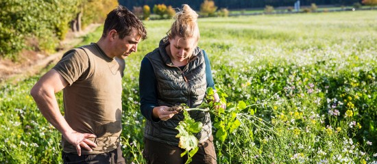 Décès d’un exploitant agricole : à qui est attribué le bail rural ?